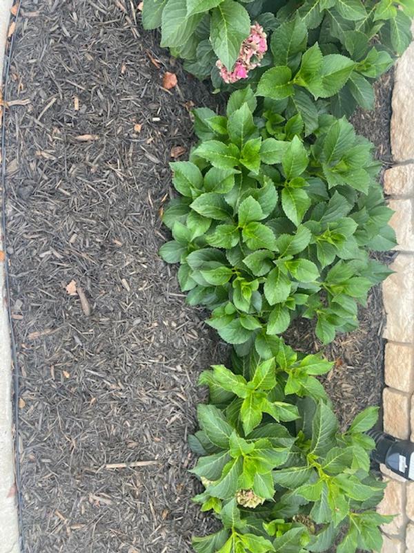 Why Not to Use Dyed Mulch - Naturescapes