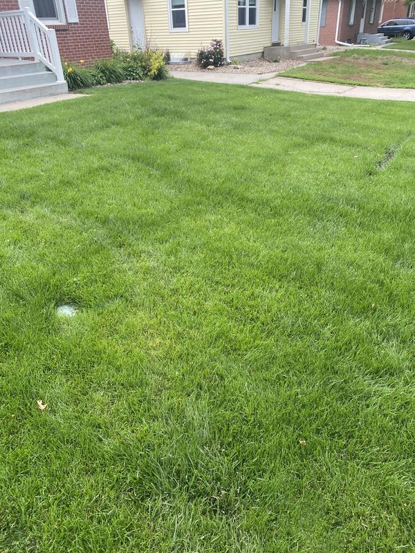 Strips of dark green due to uneven spreading