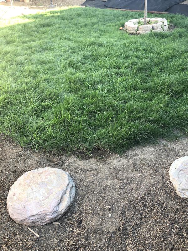 Is Scotts Sun And Shade Mix Safe For Dogs