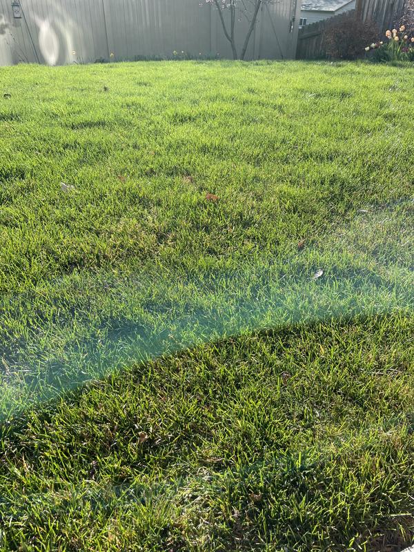 Best green lawn in the neighborhood!