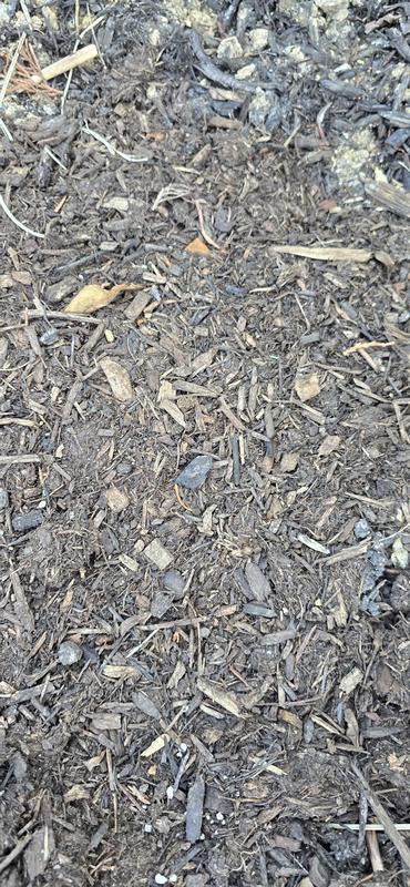 A few days later: mulch, confusion, and the haunting realization that my plants deserve better.