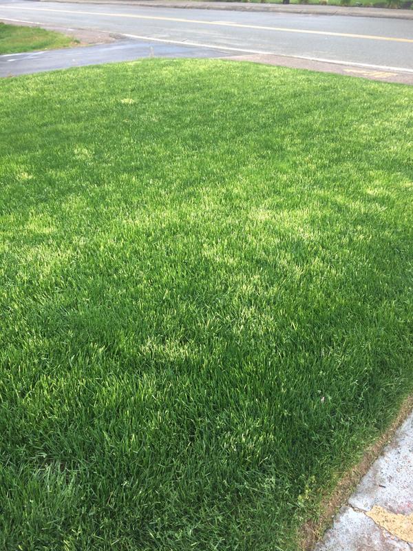 Scotts Starter Plus Crabgrass Preventer 22 22 Lb 5000 Sq Ft 18 23 4 Weed Control Lawn Starter Fertilizer In The Lawn Fertilizer Department At Lowes Com