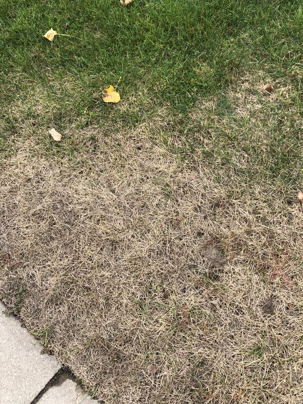 Dead Grass Area