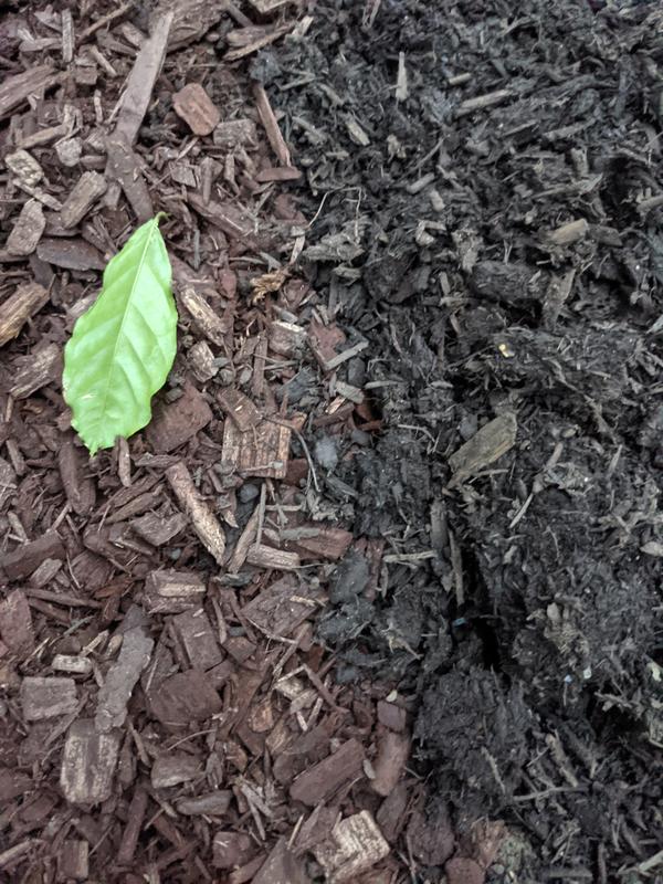 Meijer Garden Center Mulch Fasci Garden