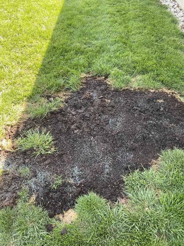 Scotts turf builder 2024 lawn soil