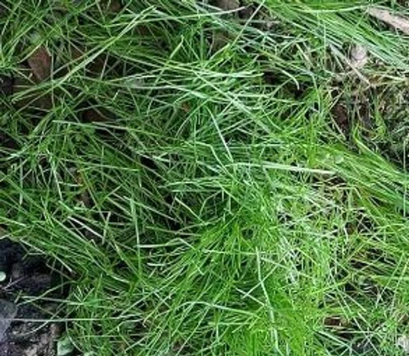 Scotts Rapid Grass Southern Gold 16-lb Tall Fescue Grass Seed 18412 at ...