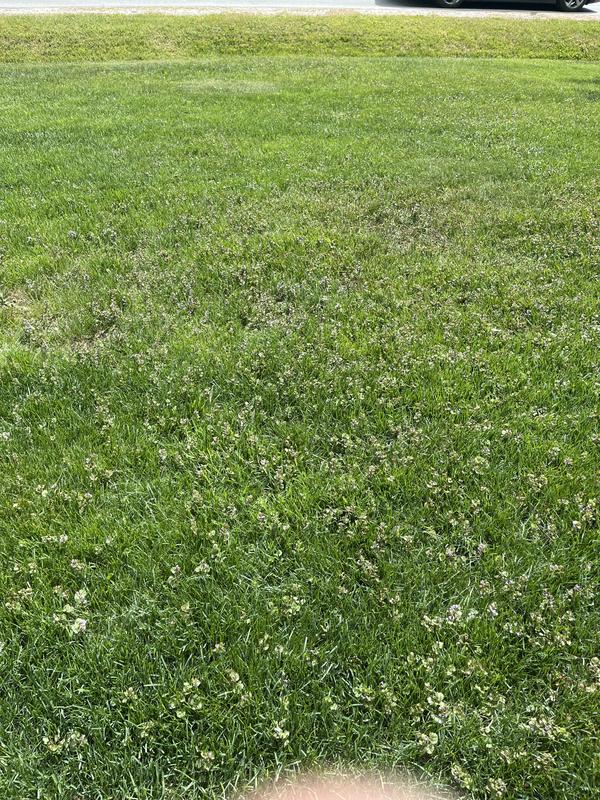 Photo - commentaire 8.