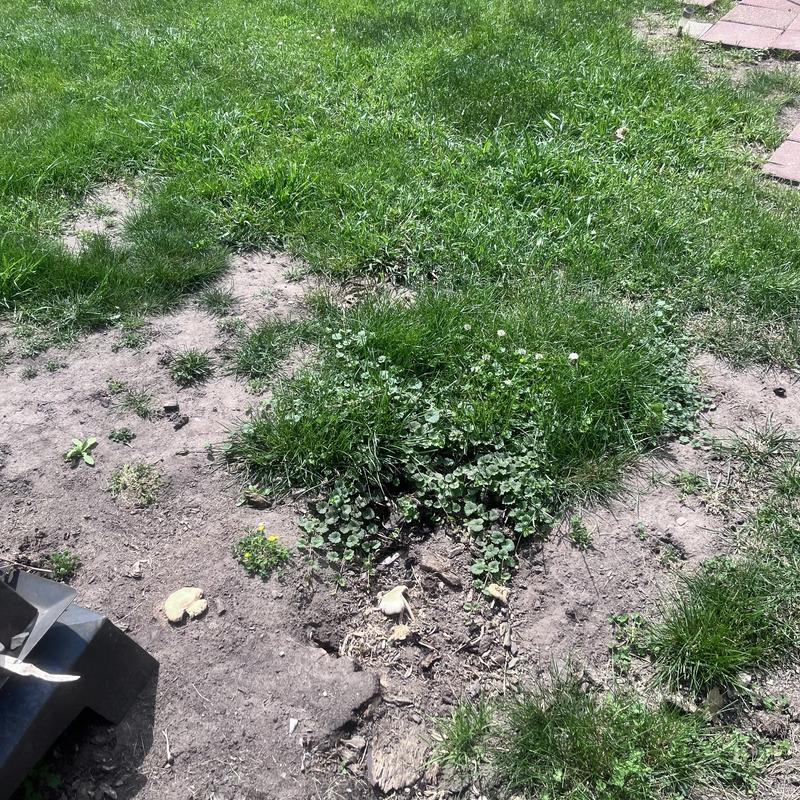 Back yard after years of following your program advised by your questioner . Sucks with the price if everything then this , when you take pride in your yard , then this is the alternative.