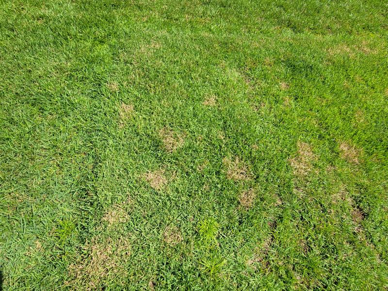 Lawn fungus