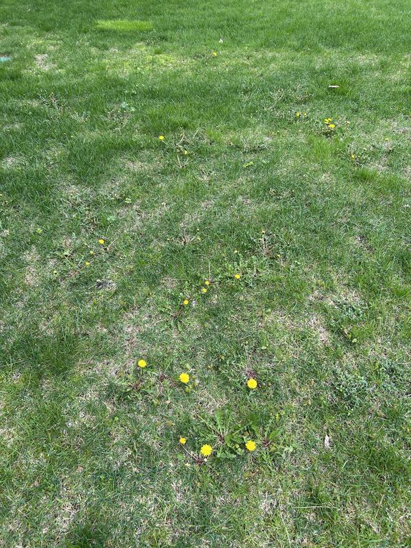 Dandelion plantation