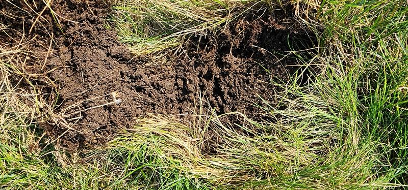 Grubs in dirt.