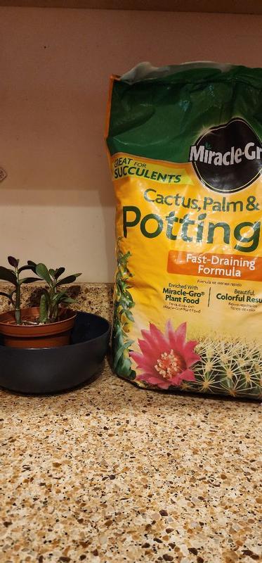 Miracle-Gro Cactus, Palm & Citrus Potting Mix | ScottsMiracle-Gro US