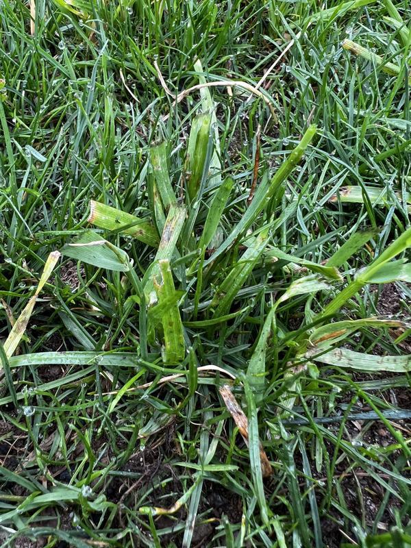 Scotts Scotts Turf Builder Contractor's Mix 20-lb Perennial Ryegrass Grass  Seed in the Grass Seed department at Lowes.com