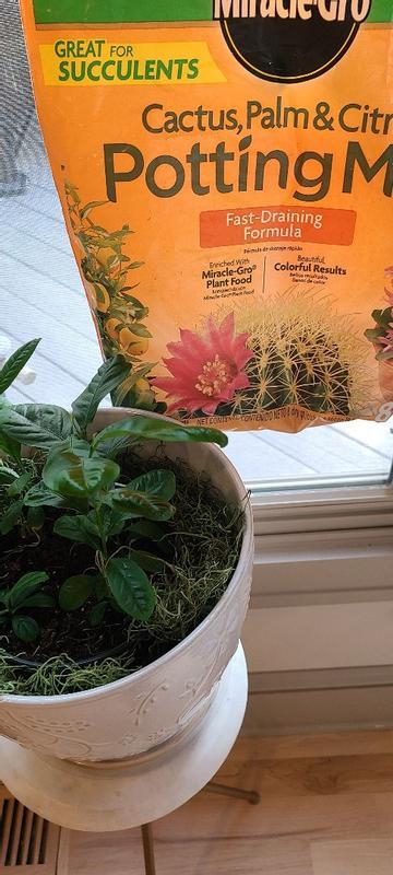 Miracle-Gro Cactus, Palm & Citrus Potting Mix | ScottsMiracle-Gro US