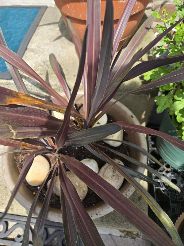 https://photos-us.bazaarvoice.com/photo/2/cGhvdG86c2NvdHRzbWlyYWNsZWdybw/0c80a8c2-e514-5bea-ad7a-475f2fdf945c