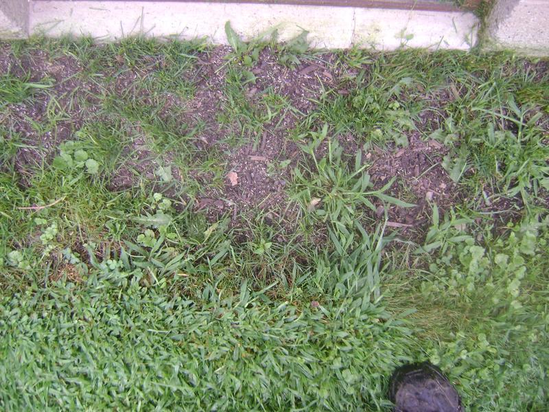 Scotts Scotts Turf Builder Contractor's Mix 20-lb Perennial Ryegrass ...