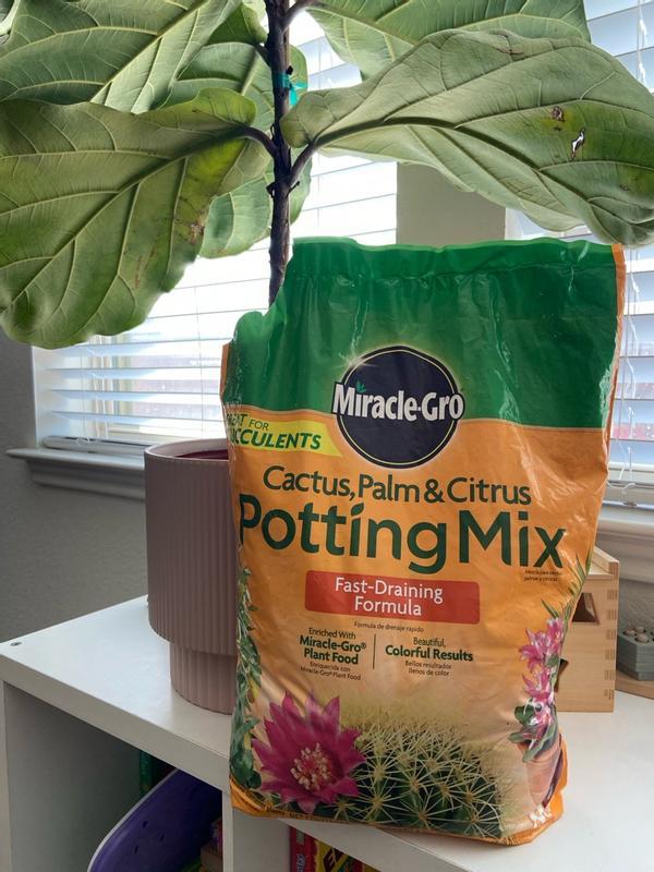 hanging basket for plants Succulent Hanging Basket 3-pack: Trailing Succulents - Easy Plant Care -  (3.5