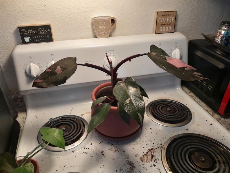 Photo - commentaire&nbsp;1.