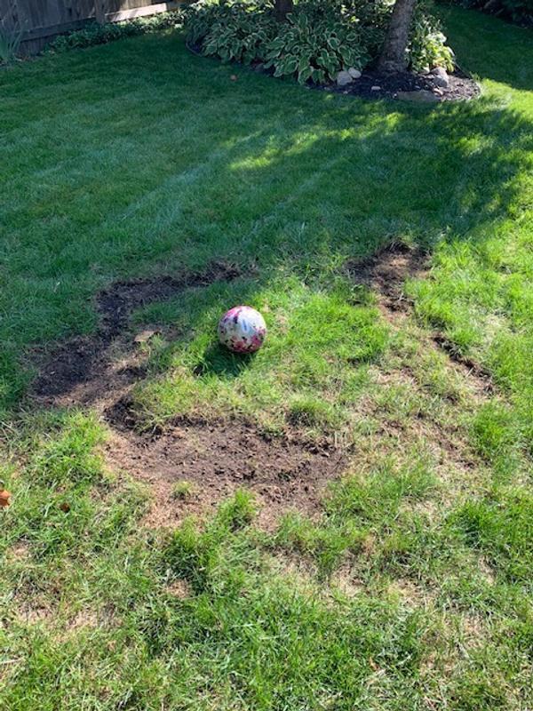 Backyard area that was full of grubs. Other similar spots through out the yard.
