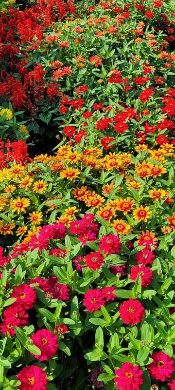 Zinnias