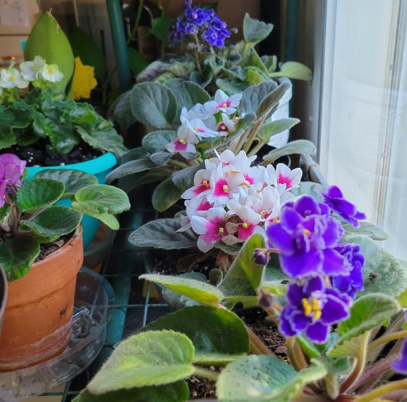 Look at those blooms!