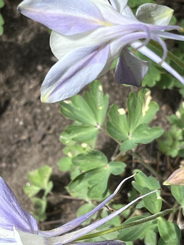 burn spots on Columbine leaves