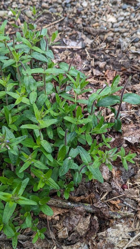 My Wild Blue Phlox plants with all the flower buds eaten off, despite being sprayed with AnimalBgonMax