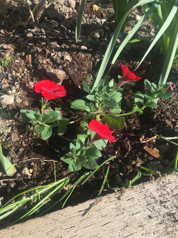 Petunias loved by slugs