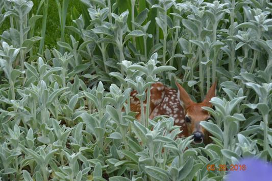 Fawn in flower bed