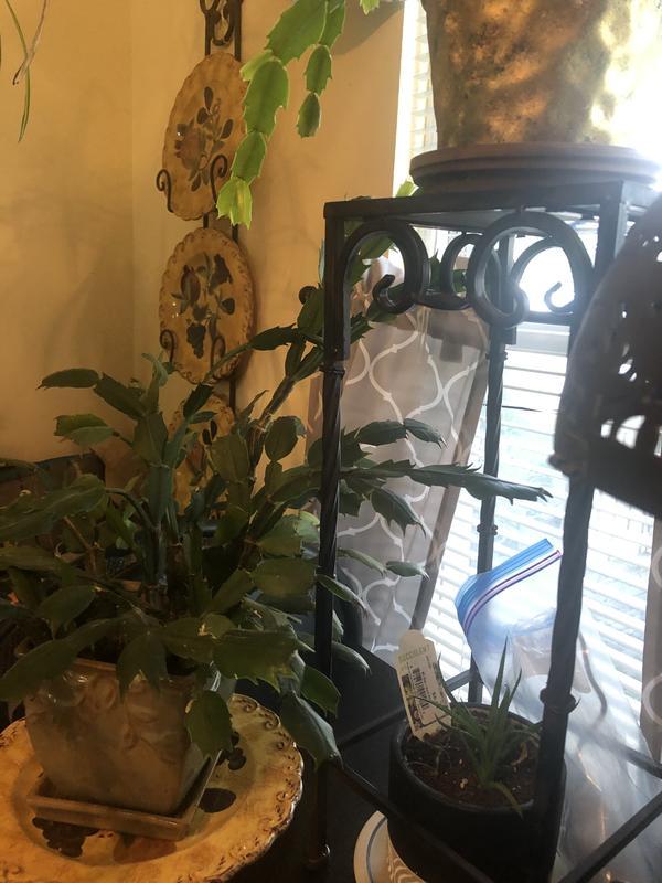 Happy Christmas Cactus