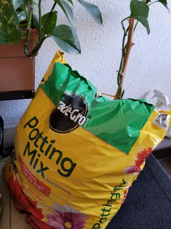 plumeria potted plant Plumeria Tree For Sale Including Care Guide & Growing Tips main image 1