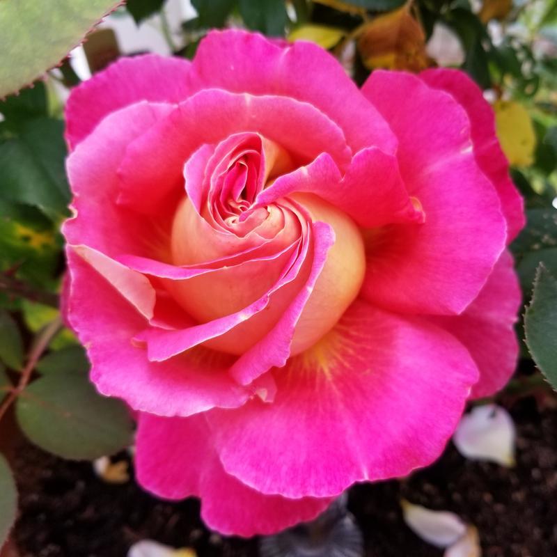 Photo - commentaire&nbsp;3.