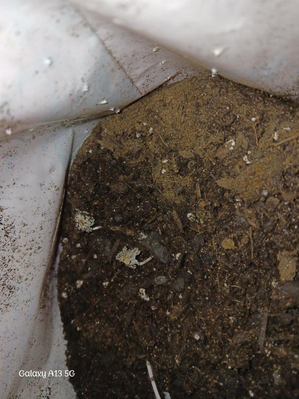 The little mushrooms that I scooped into my monstera plant!