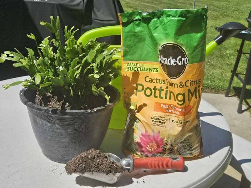house plant food Bonide Plant Food 10-10-10