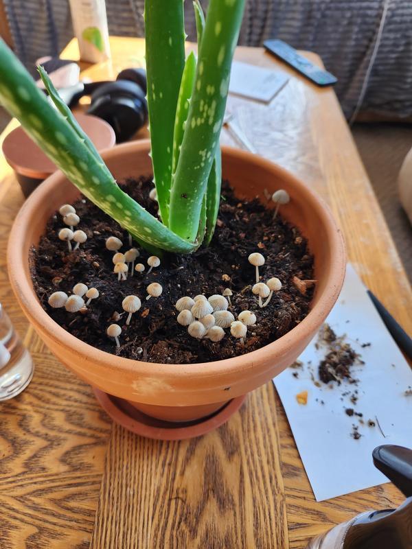 Photo - commentaire&nbsp;4.