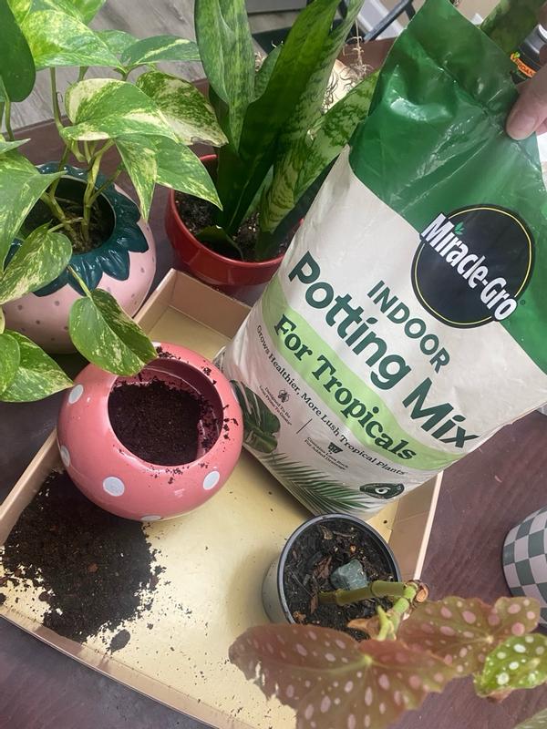 Reviews for Miracle-Gro Indoor Potting Mix for Tropicals 6 qt. Soil For  Indoor Container Plants, Use with Monstera, Pothos, Fiddle Leaf Fig | Pg 3  - The Home Depot