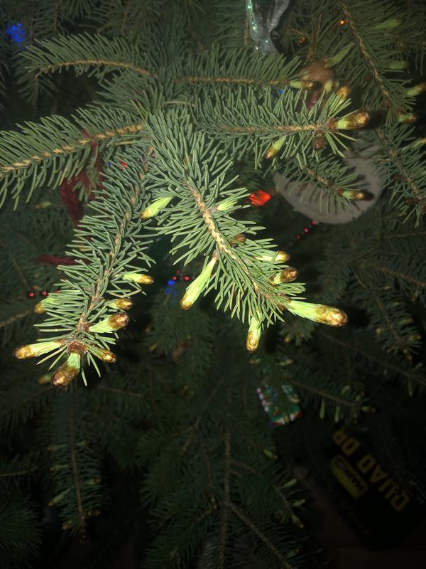 Christmas Tree almost one month inside