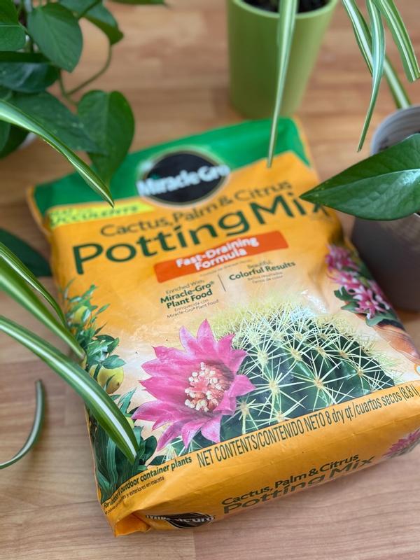 money plant tree Money Tree | Indoor Plants