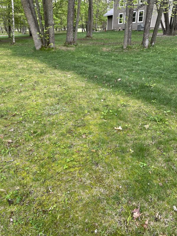 Moss I’m dealing with