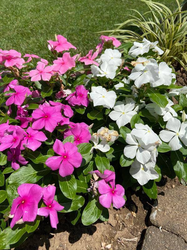 Blooming Vinca