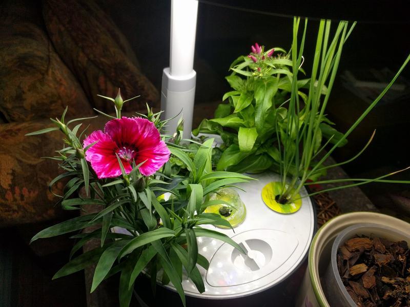 Dianthus snuggling in with phlox and chives and oregano