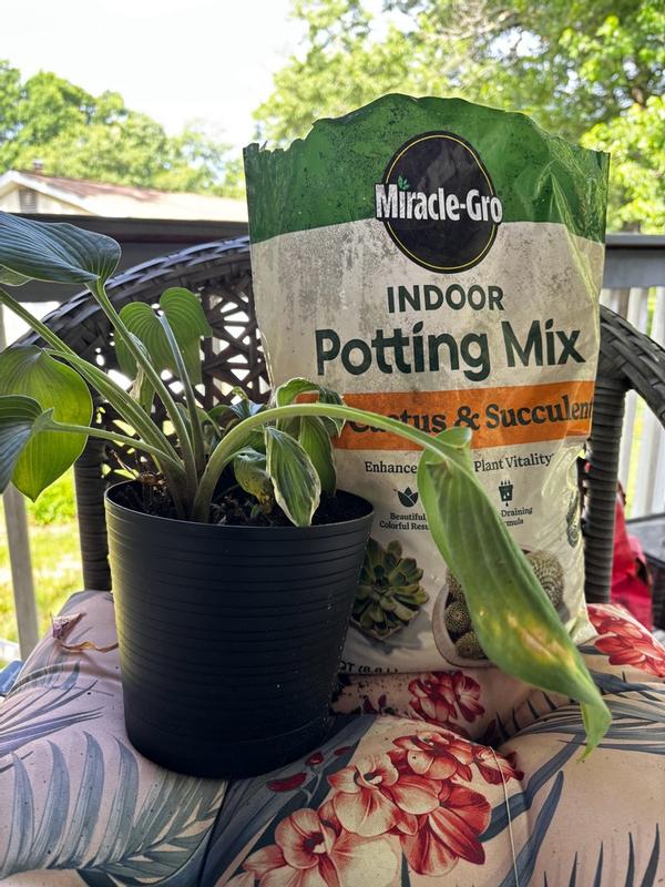 Miracle-Gro Succulent Potting Mix | ScottsMiracle-Gro US