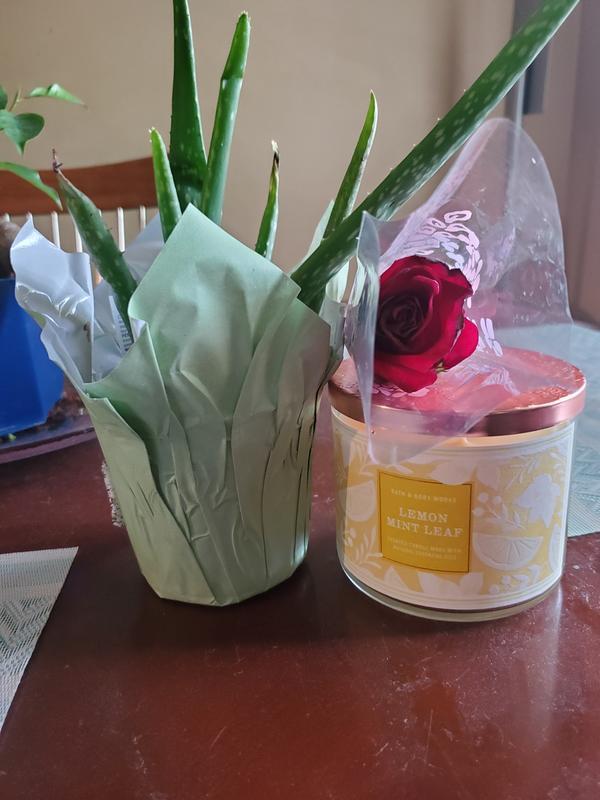 Indoor Aloe Plant used with Scotts plant food!