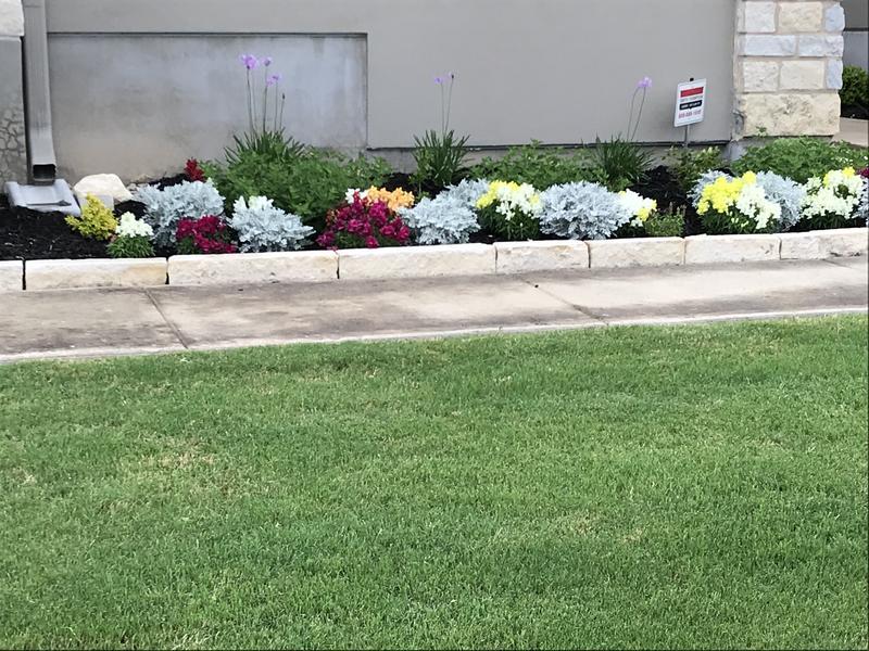 Texas in April-Green grass and beautiful bedding plants