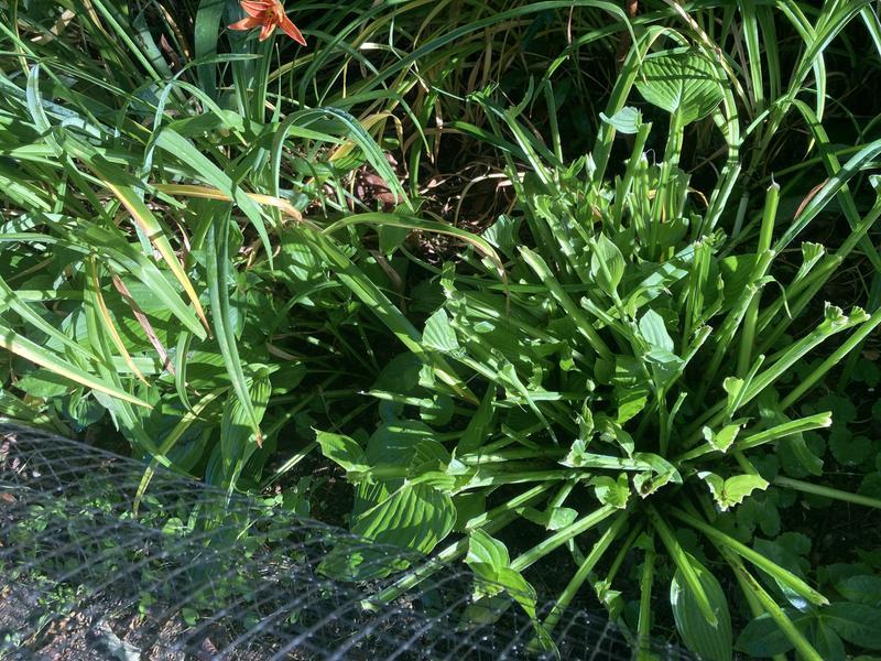 What’s left of my hostas