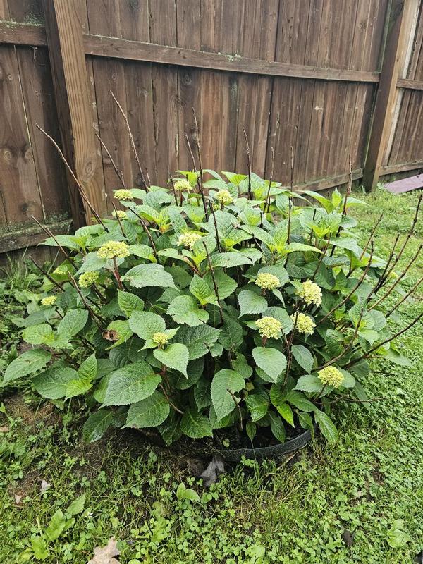 Reviews for Miracle-Gro 4851512