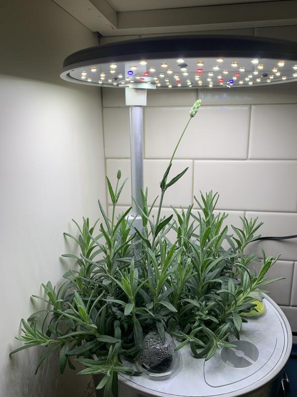 The only time I could grow lavender