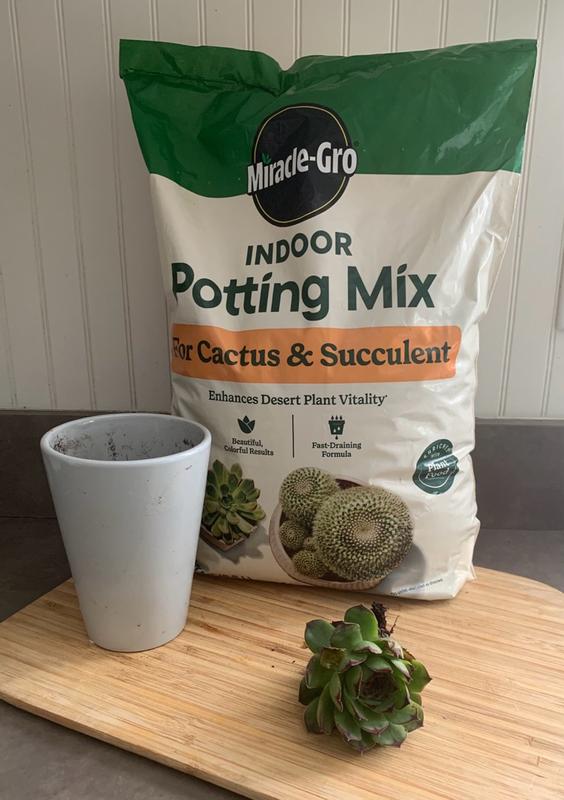 Miracle-Gro Succulent Potting Mix | ScottsMiracle-Gro US