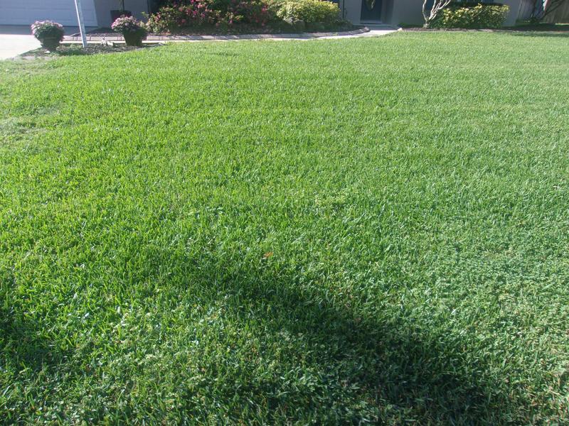 10 days after Green Max being applied.