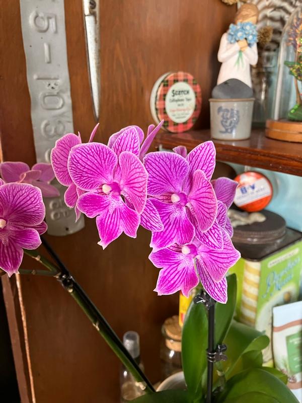Miracle-Gro® Ready-To-Use Orchid Plant Food Mist | ScottsMiracle